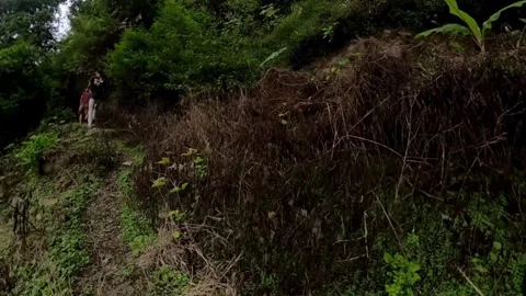 Hikers on a forest trail Stock-Footage 279326194
