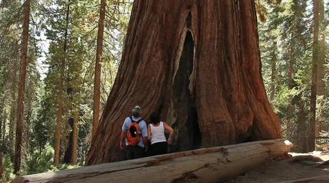 HIKERS AT GIANT SEQUOIA TREE Stock Footage 28837276