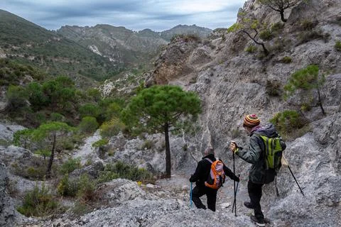 Hikers going down a mountain trail lined with pine trees Foto stock