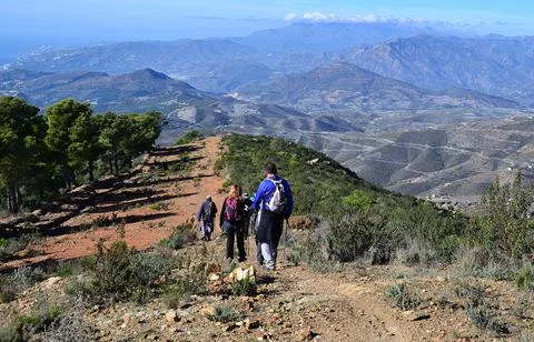Hikers going down a path next to pine trees and with mountains in the backgro Stock Photos