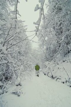 Hikers going through winter forest landscape photo Stock Photos