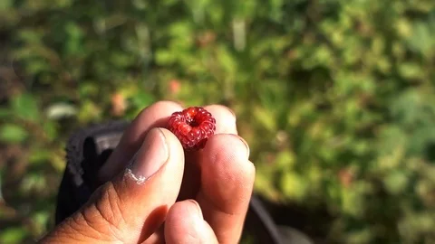 A hiker's hand holding a wild raspberry Stockbeeldmateriaal 121502101