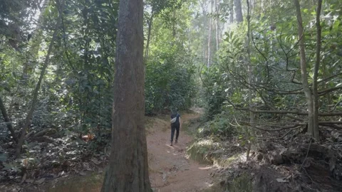 Hikers make their way through the rainforest. Video stock 341801734