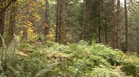 Hikers in an Oregon forest Stock Footage