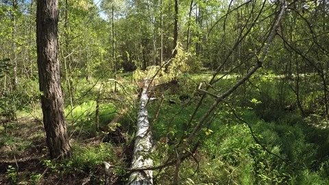 Hikers Perspective, Balancing on Deadfall Log in Wilderness Area, with Sound Video stock 75000335