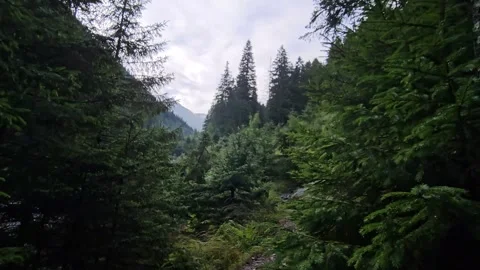 Hiker's perspective on a wet trail through the Carpathian Mountains. Stock Footage 344041354