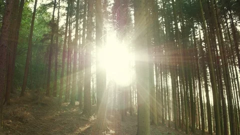 Hiker's point of view while exploring an enchanting forest Stock Footage 98079280