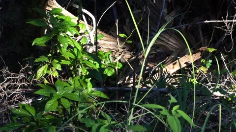 Hiker's Shadow Stock Footage 171949090