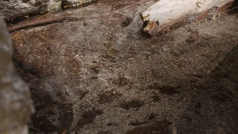 Hiker's shadow passes over a brook Stock Footage 91708304