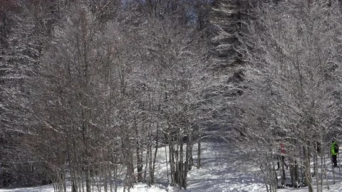 Hikers in the snowy forest Stock-Footage 149354773