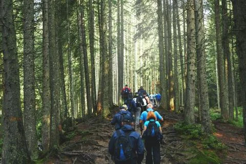Hikers on the trail in the forest Stock Photos