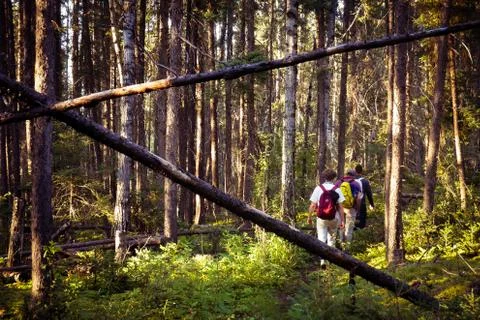 Hikers traveling through a vibrant green forest Stock Photos