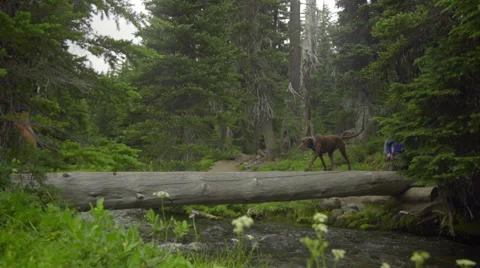 Hikers use log to cross stream Stock Footage 59084770