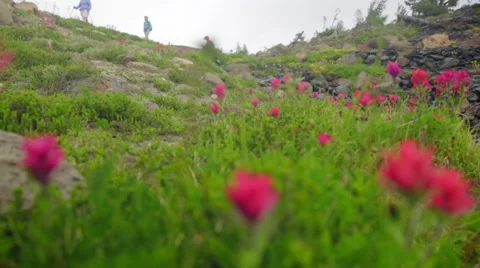 Hikers walk down mountain valley Stock Footage 59568416