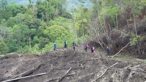Hikers walk past a cleared patch of farmland in Borneo 2 Vídeos de archivo 231850784