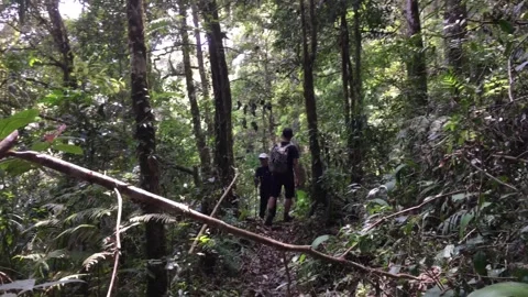Hikers Walking Along a Forest Trail Through Dense Tropical Vegetation. Stock Footage 345672520