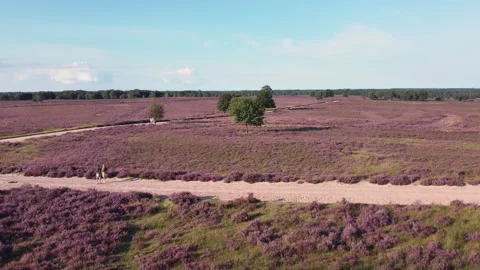 Hikers walking between the blooming heath Stock Footage 217675325