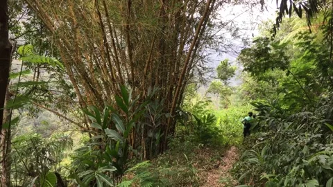 Hikers Walking Down a Forest Trail Opening Up to a Scenic Mountain View Видео 347629426