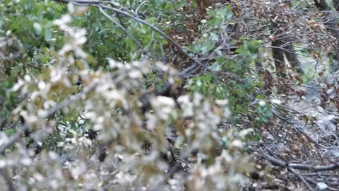 Hikers walking down path behind bush near Upper Yosemite Falls Stock Footage 241194065