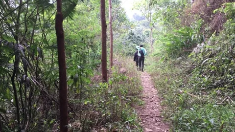 Hikers Walking on a Forest Path with Lush Tropical Vegetation Stock-Footage 347593054