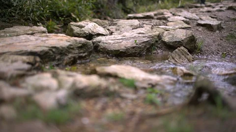 Hikers walking in forest with poles on path in mountains Stock Footage 90816524