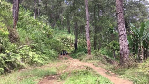 Hikers Walking on a Forest Trail Through Tall Pine Trees, Indonesia. Stock Footage 345522342