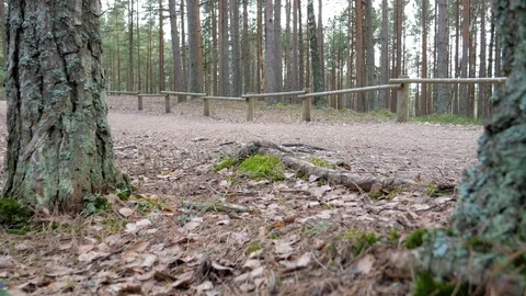 Hikers walking on hike path in forest outdoors Stock Footage 74093965