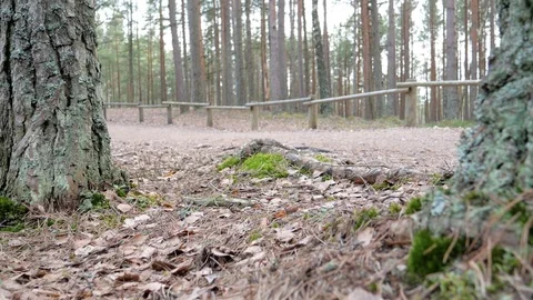 Hikers walking on hike path in forest outdoors 動画素材 74095023