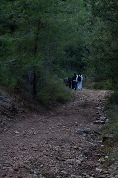 Hikers walking on path through lush green forest Stock Photos