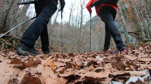 Hikers Walking Through Autumn Forest Trail Covered in Fallen Leaves. Stock Footage 344462161