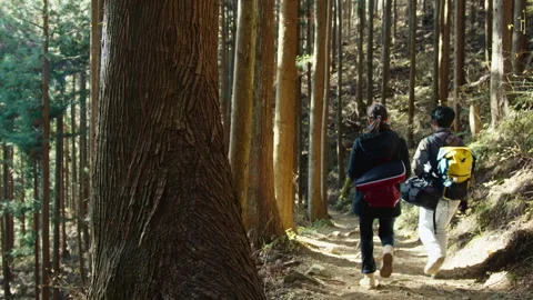 Hikers walking through cedar forest , Mount Ōtake, Japan Stock Footage 319620716