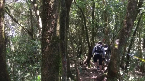 Hikers Walking Through Dense Tropical Forest on a Mountain Trail, Indonesia. Видео 345082701