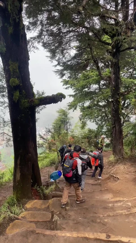 Hikers Walking Through a Forest on Mount Prau, Dieng, Central Java, Indonesia. Видео 343414928