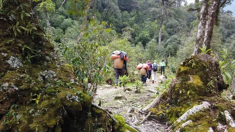 Hikers walking through a forrest in Vietnam Stock Footage