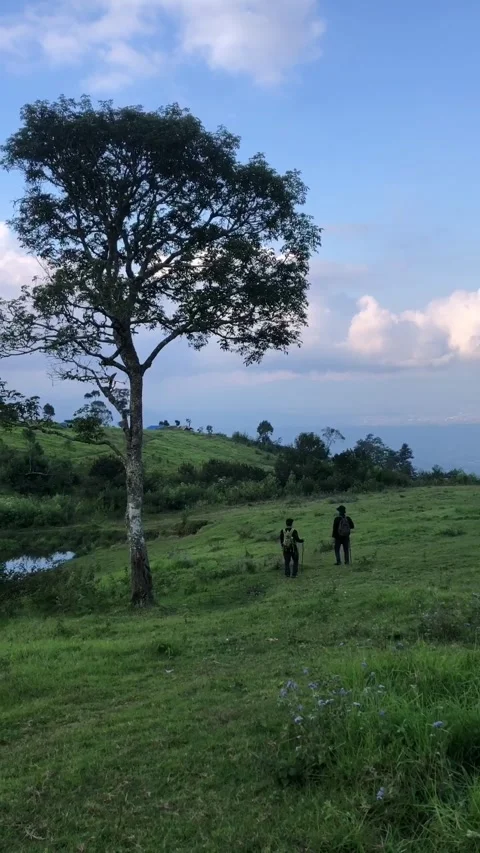 Hikers Walking Through a Green Mountain Meadow, Garut, West Java, Indonesia. Видео 343918201