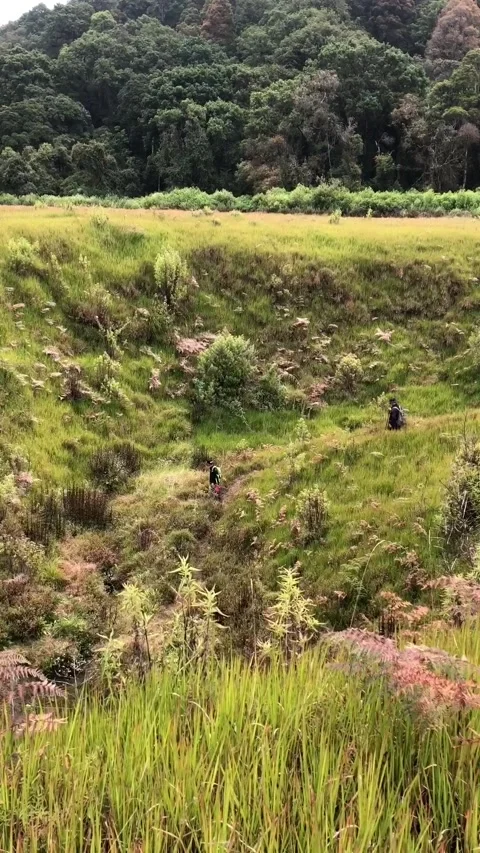 Hikers Walking Through Mountain Meadow in Mount Tegal Panjang, Indonesia. 動画素材 344159189