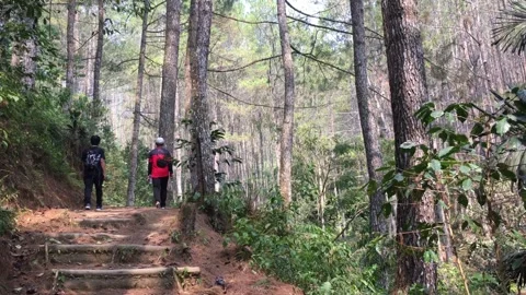 Hikers Walking Through a Pine Forest on a Mountain Trail Stock-Footage 346193125