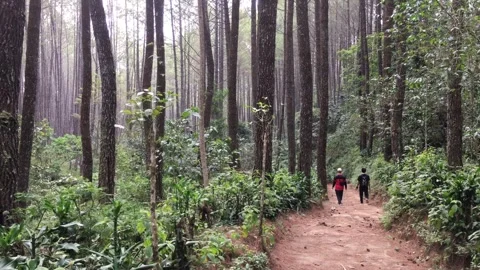 Hikers Walking Through a Serene Pine Forest Trail Stockbeeldmateriaal 346430968