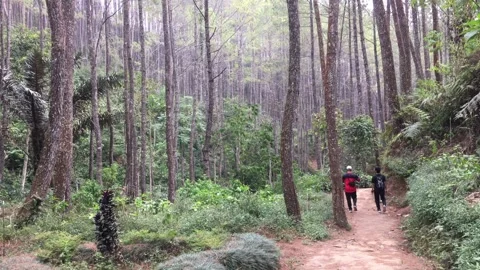 Hikers Walking Through a Tall Pine Forest on a Scenic Trail Video stock 346341801