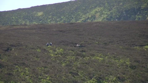Hikers01 Stock Footage 435206