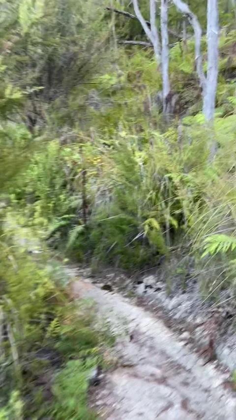 Hiking in Abel Tasman Vidéo 343952372