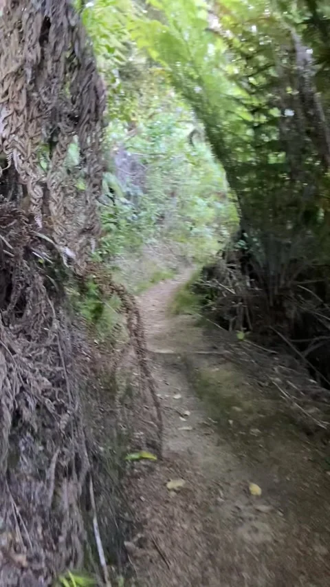 Hiking in Abel Tasman Vídeo Stock 343952391