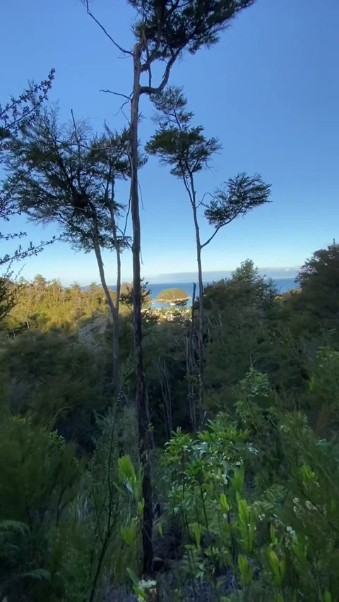 Hiking in Abel Tasman Vídeo Stock 343952393