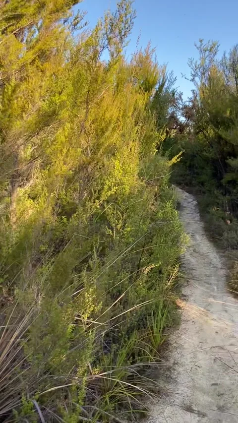 Hiking in Abel Tasman Vidéo 343952400