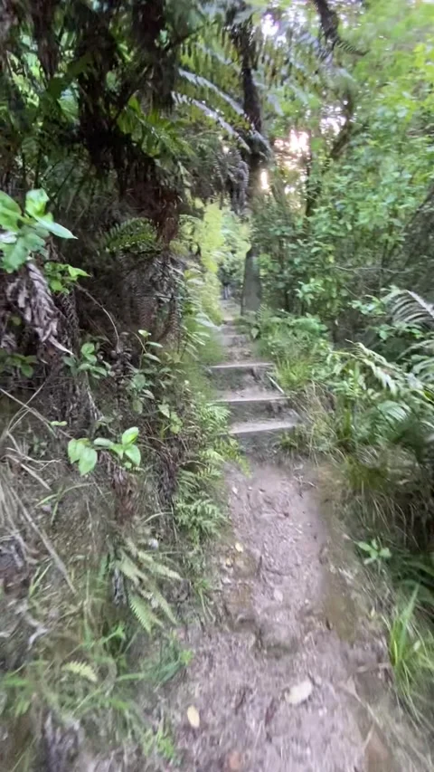 Hiking in Abel Tasman Stock Footage 343952403