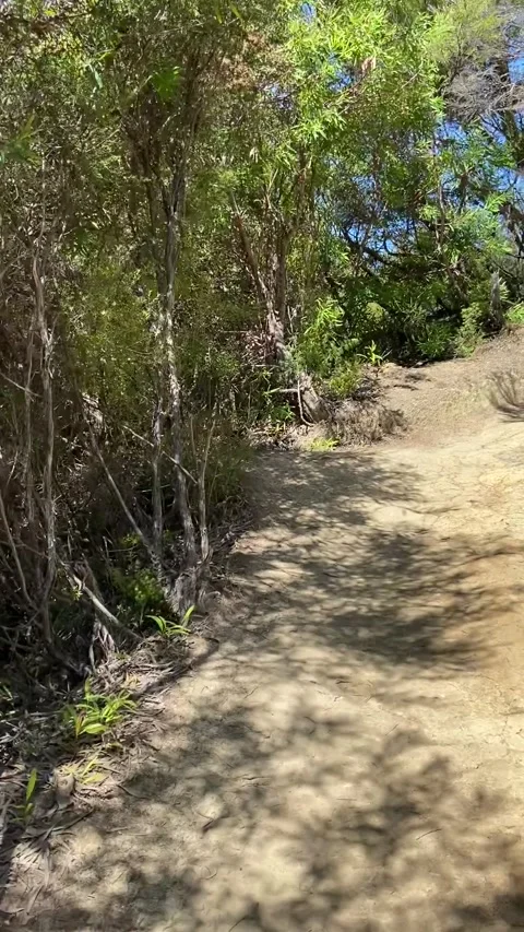 Hiking in Abel Tasman Vídeo Stock 343952500