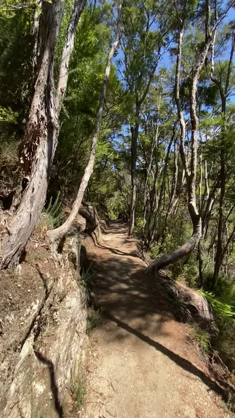 Hiking in Abel Tasman Vídeo Stock 343952520