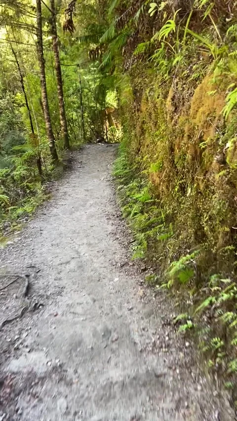 Hiking in Abel Tasman Vídeo Stock 343952535