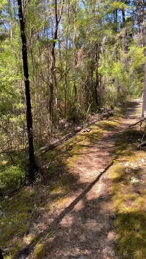 Hiking in Abel Tasman Vídeo Stock 343952701