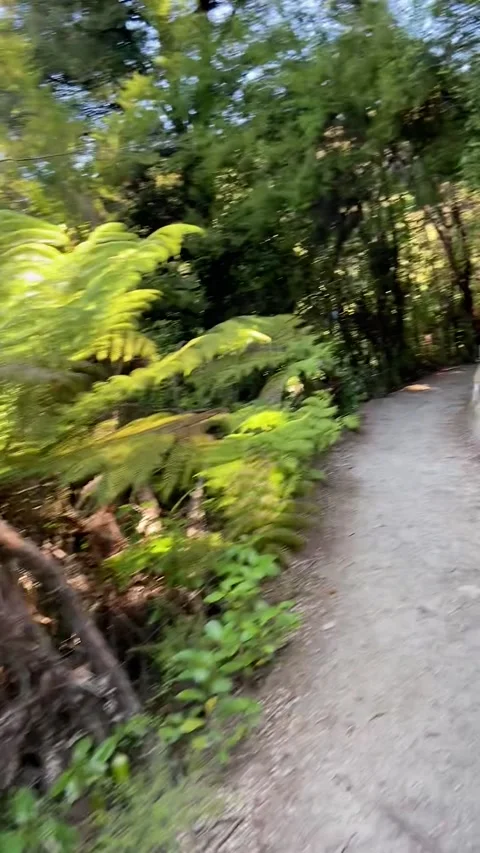 Hiking in Abel Tasman Vidéo 343952748